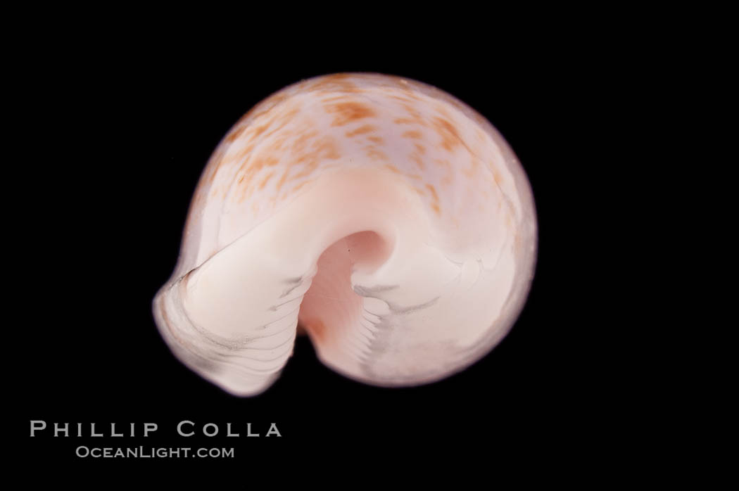 Translucent Tapering Cowrie., Cypraea pellucens, natural history stock photograph, photo id 08616