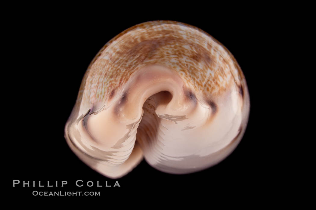 Translucent Tapering Cowrie., Cypraea pellucens, natural history stock photograph, photo id 08748