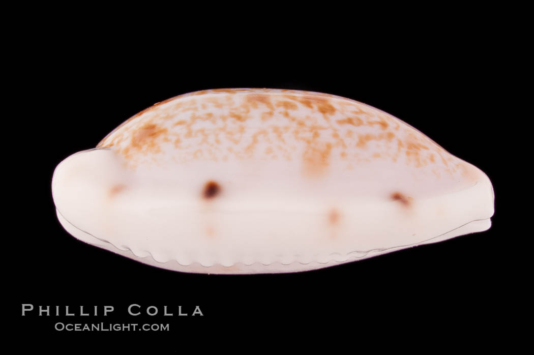 Translucent Tapering Cowrie., Cypraea pellucens, natural history stock photograph, photo id 08615