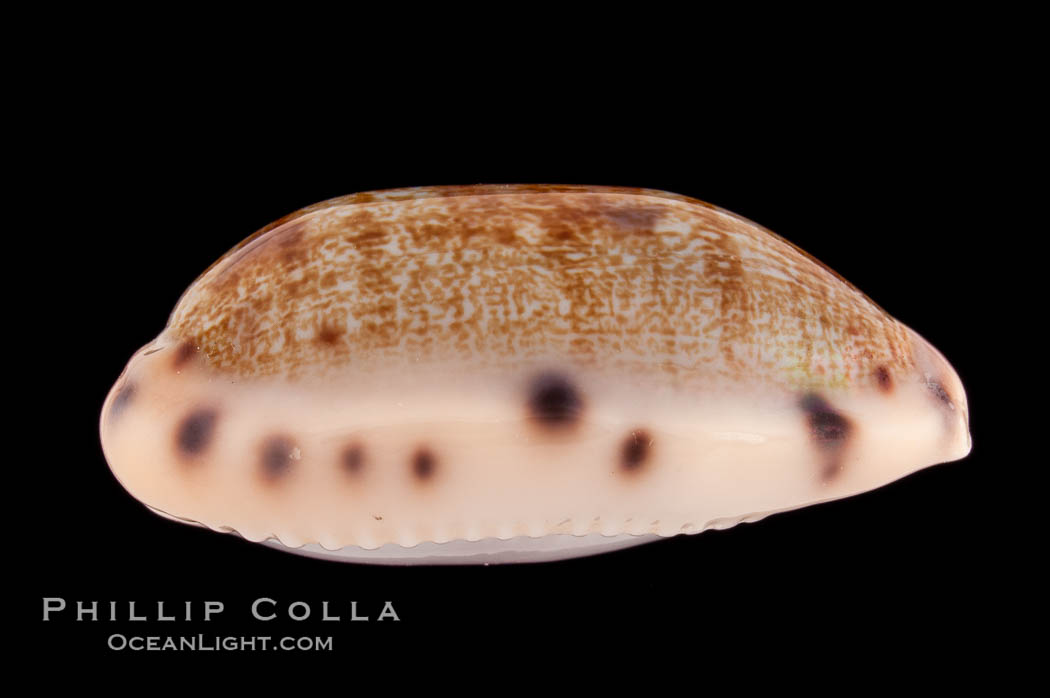 Translucent Tapering Cowrie., Cypraea pellucens, natural history stock photograph, photo id 08747