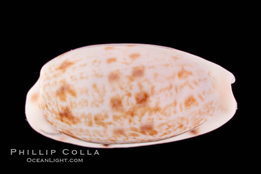 Translucent Tapering Cowrie., Cypraea pellucens, natural history stock photograph, photo id 08613