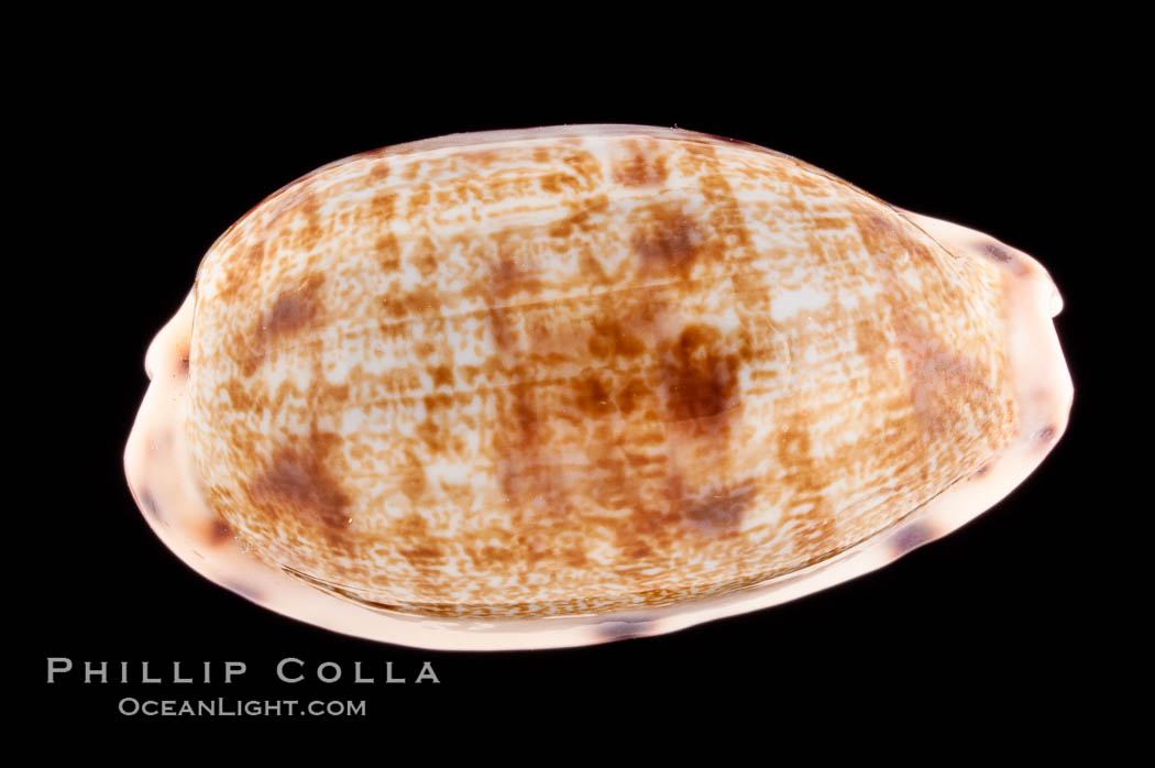 Translucent Tapering Cowrie., Cypraea pellucens, natural history stock photograph, photo id 08745