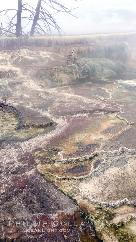 Travertine terrace detail, calcium carbonate, Minerva's terraces. Mammoth Hot Springs, Yellowstone National Park, Wyoming, USA, natural history stock photograph, photo id 19800