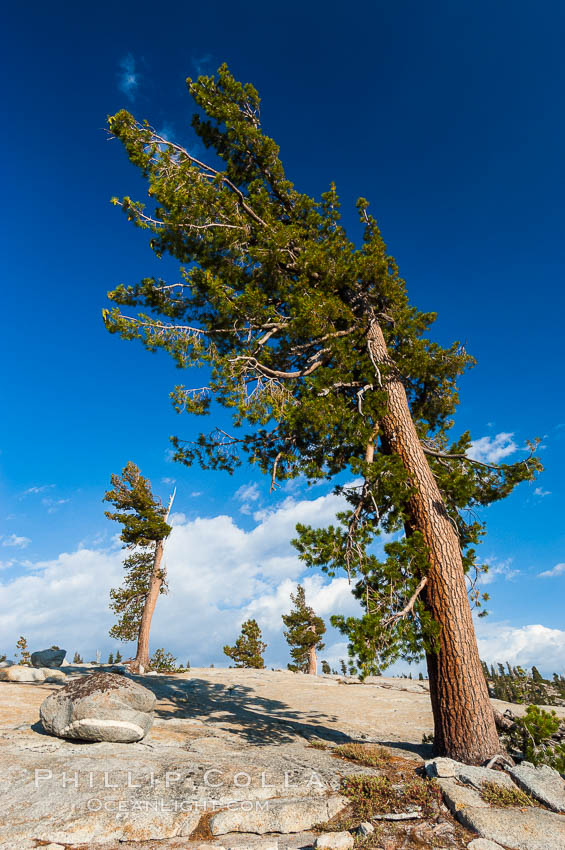 Trees cling to the granite surroundings of Olmsted Point. Yosemite National Park, California, USA, natural history stock photograph, photo id 09958