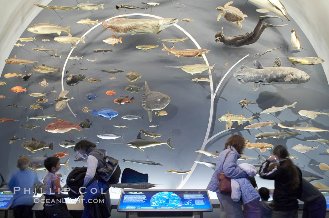 Visitors admire the Tree of Life display at the Milstein Hall of Ocean Life, American Museum of Natural History. New York City, USA, natural history stock photograph, photo id 11228