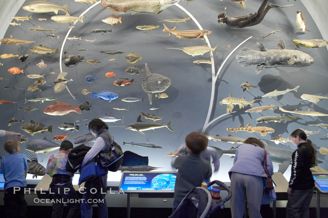 Visitors admire the Tree of Life display at the Milstein Hall of Ocean Life, American Museum of Natural History. New York City, USA, natural history stock photograph, photo id 11229