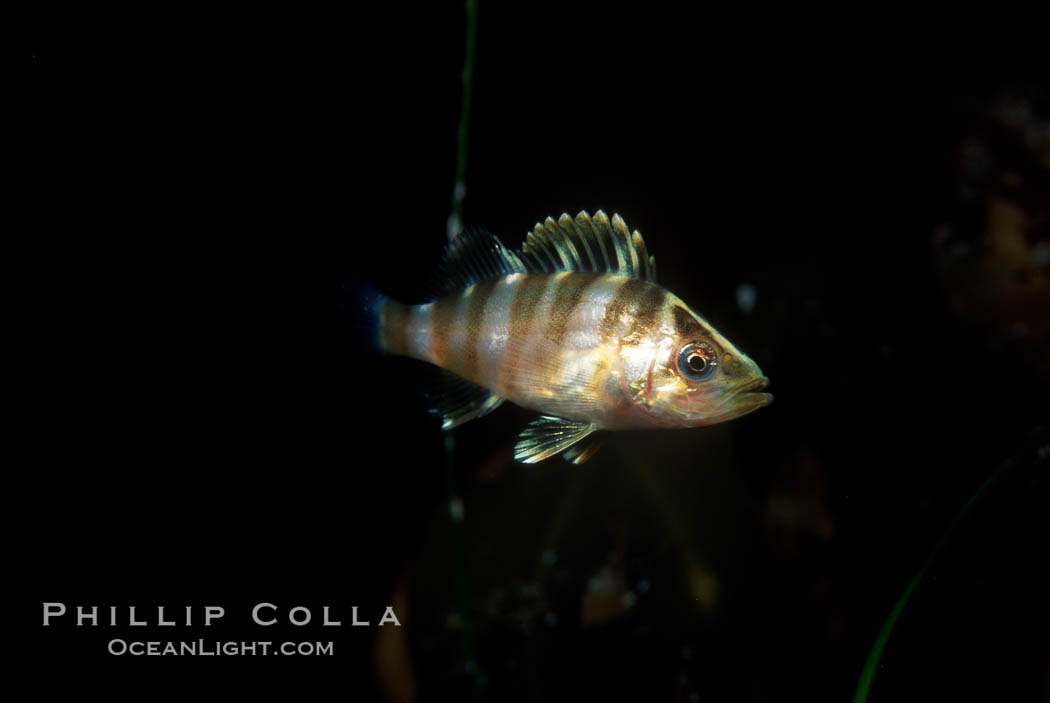 Juvenile rockfish (likely species: treefish) among offshore drift kelp. San Diego, California, USA, Sebastes serriceps, natural history stock photograph, photo id 07074