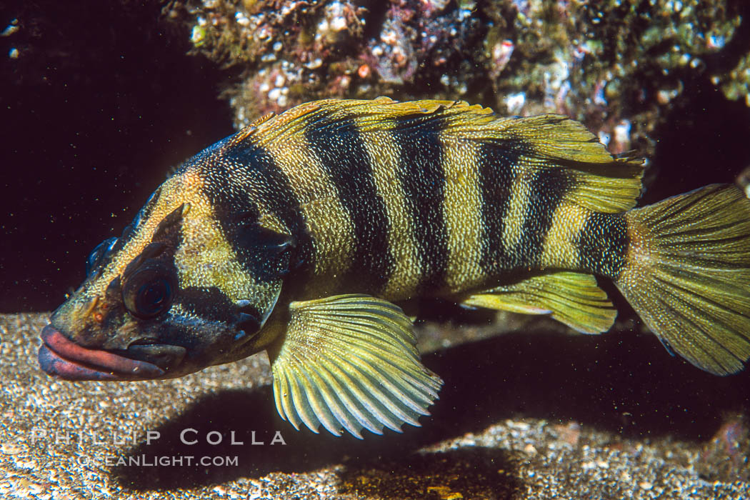 Treefish Sebastes serriceps, San Clemente Island. California, USA, natural history stock photograph, photo id 01932