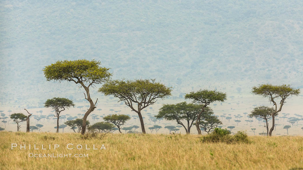 Trees and grass plains, Maasai Mara, Kenya. Maasai Mara National Reserve, natural history stock photograph, photo id 29841