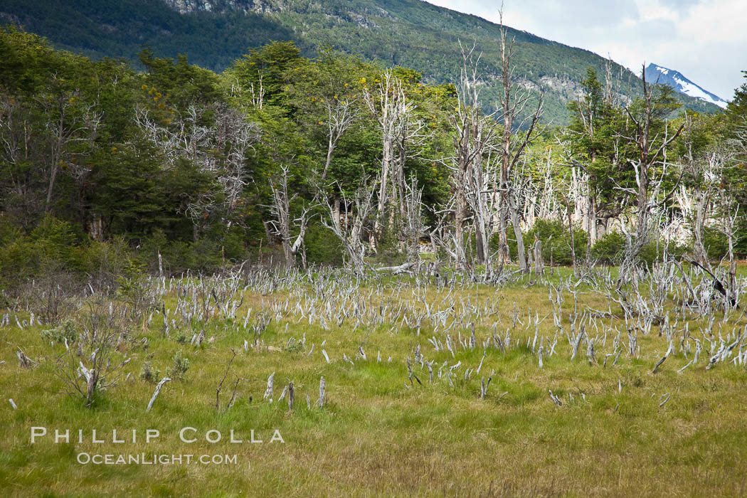 Trees line the edge of an expanse of peat moss, Tierra del Fuego National Park, Argentina. Ushuaia, natural history stock photograph, photo id 23615
