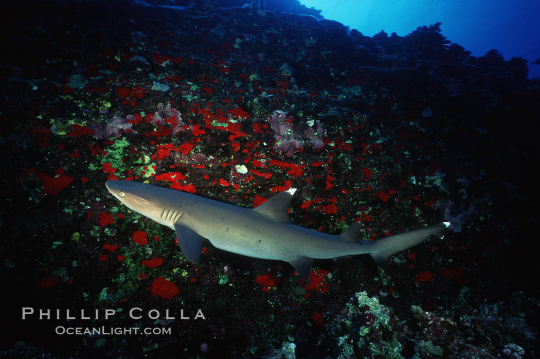 White-tip reef shark, Molokini Island. Maui, Hawaii, USA, Triaenodon obesus, natural history stock photograph, photo id 00317