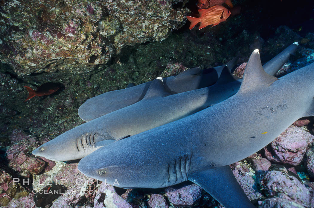 White-tip reef shark. Cocos Island, Costa Rica, Triaenodon obesus, natural history stock photograph, photo id 02013