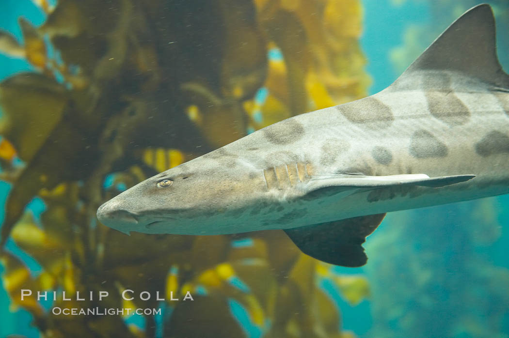 Leopard shark swims through a kelp forest., Triakis semifasciata, natural history stock photograph, photo id 14030