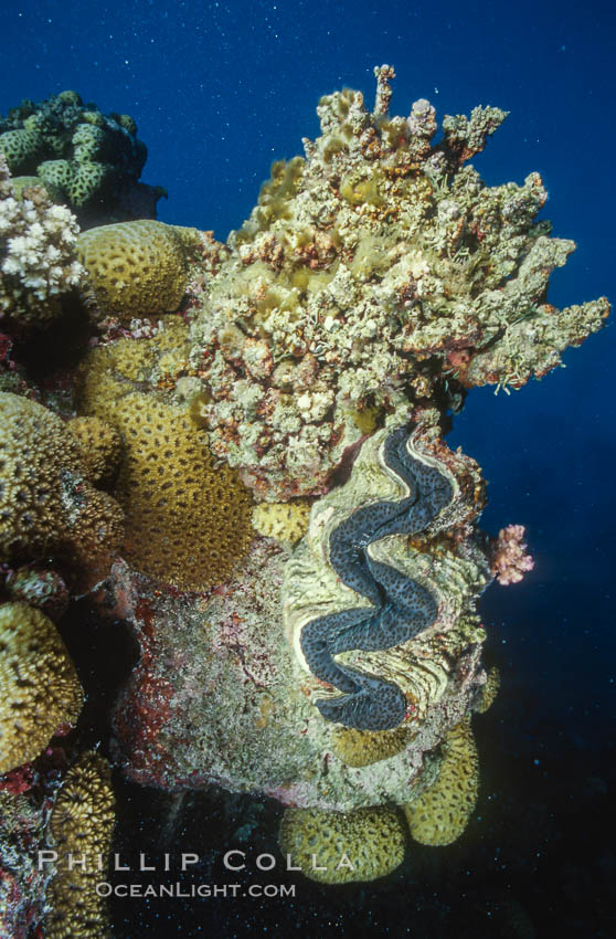 Tridacna clams, Rose Atoll, American Samoa. Rose Atoll National Wildlife Refuge, USA, natural history stock photograph, photo id 00748