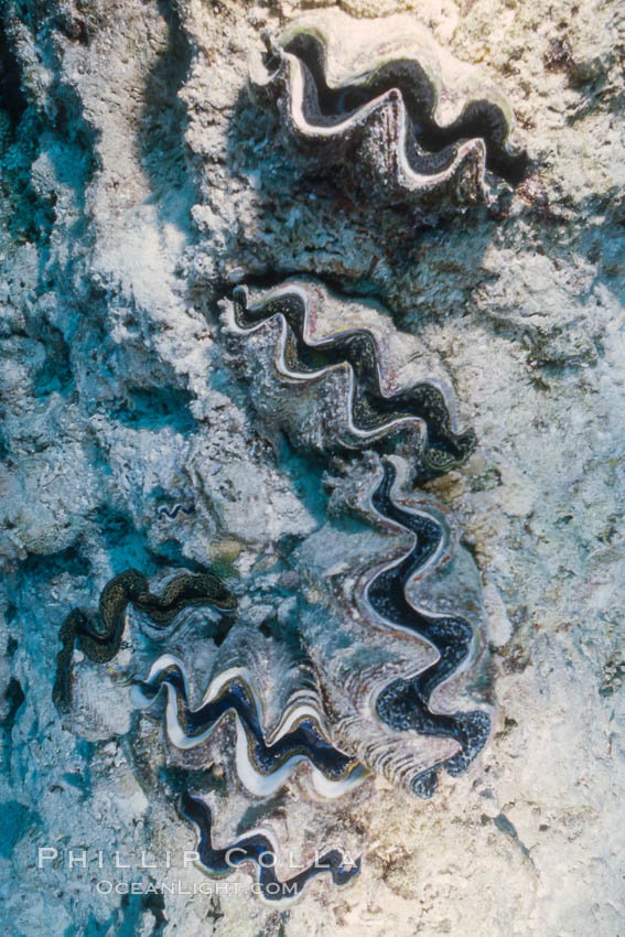 Tridacna clams, Rose Atoll, American Samoa. Rose Atoll National Wildlife Refuge, USA, natural history stock photograph, photo id 00753