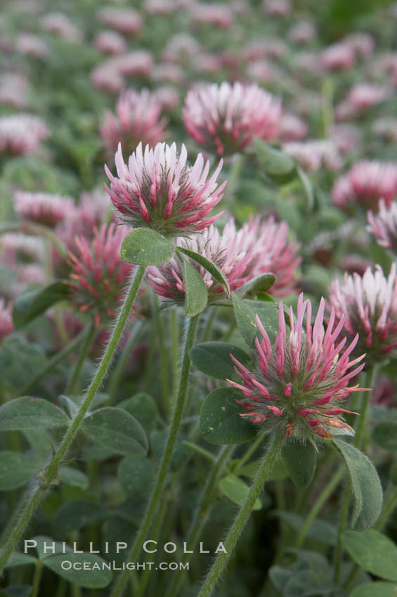 Rose clover blooms in spring, Trifolium hirtum photo, Carlsbad, California