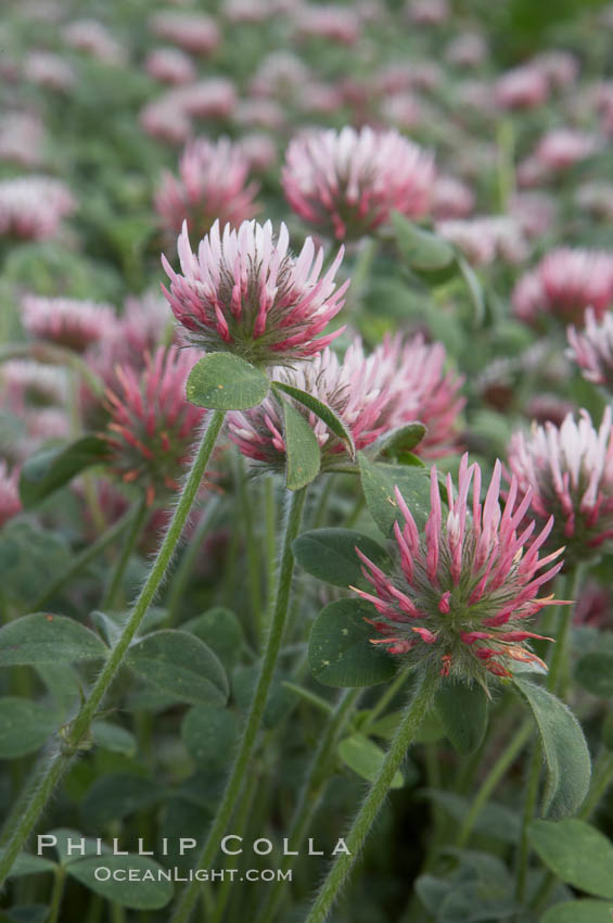 Image 11452, Rose clover blooms in spring. Carlsbad, California, USA, Trifolium hirtum, Phillip Colla, all rights reserved worldwide. Keywords: california, carlsbad, coastal wildflower, plant, rose clover, trifolium hirtum, usa, wildflower.