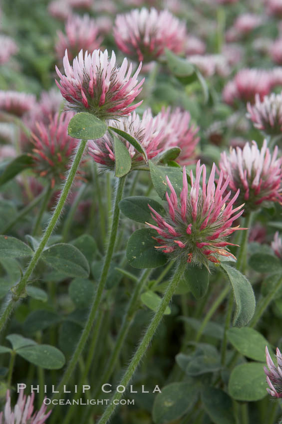 Rose clover blooms in spring. Carlsbad, California, USA, Trifolium hirtum, natural history stock photograph, photo id 11455