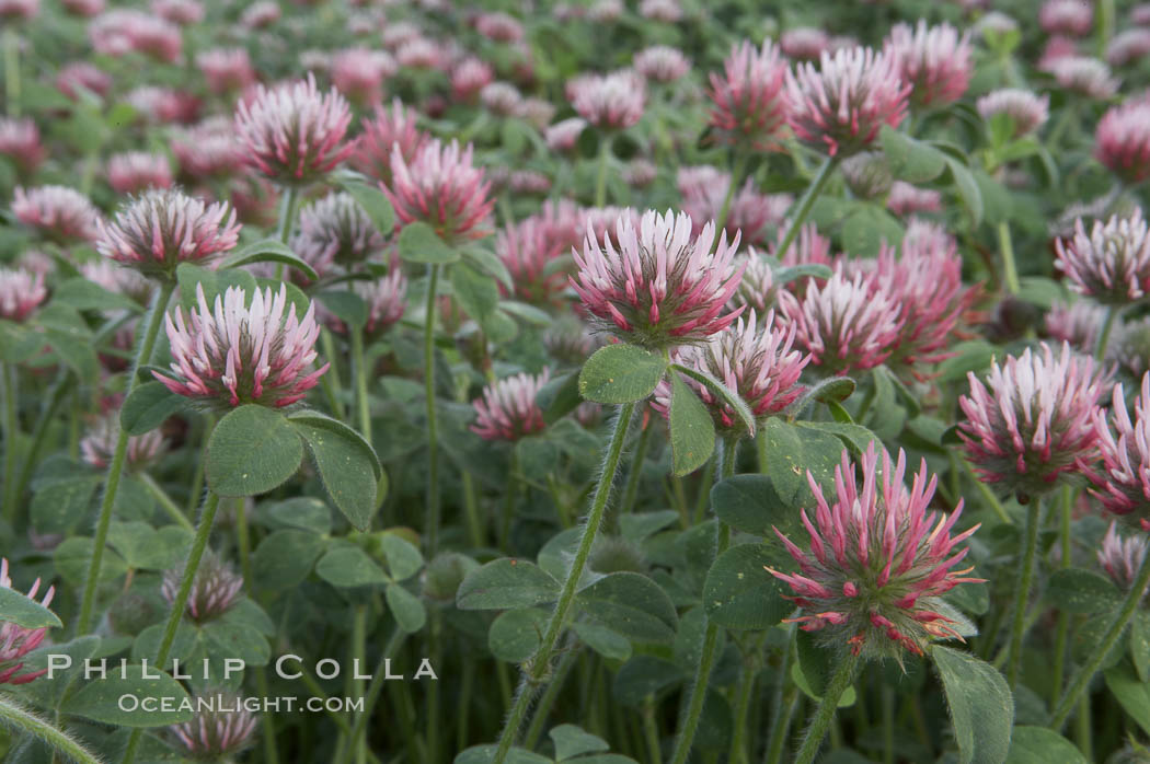 Rose clover blooms in spring. Carlsbad, California, USA, Trifolium hirtum, natural history stock photograph, photo id 11449