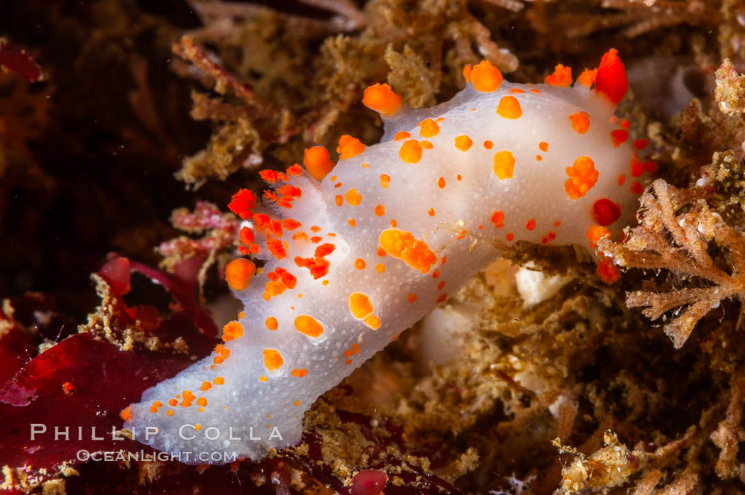 Catalina triopha nudibranch. San Nicholas Island, California, USA, Triopha catalinae, natural history stock photograph, photo id 10187