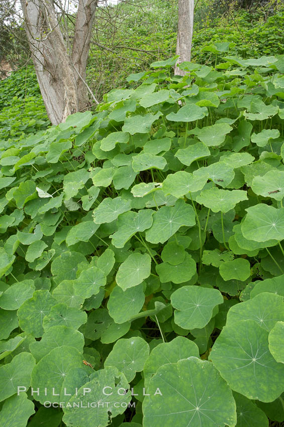 Garden nasturtium, San Elijo Lagoon. Encinitas, California, USA, Tropaeolum majus, natural history stock photograph, photo id 11615