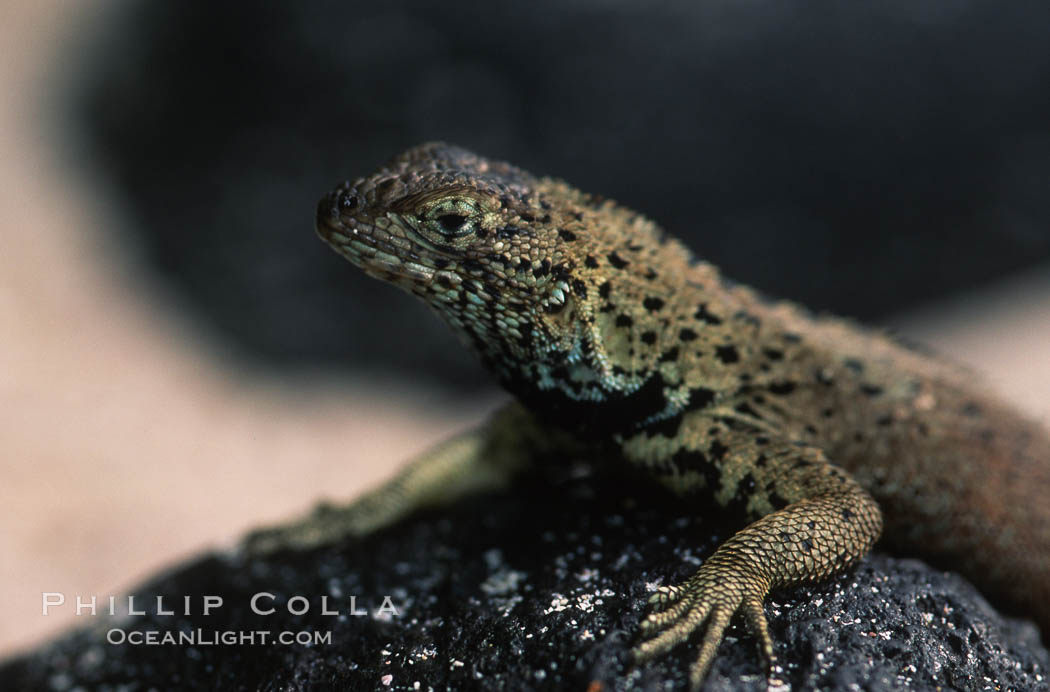 Lava lizard, Punta Espinosa. Fernandina Island, Galapagos Islands, Ecuador, Tropidurus, natural history stock photograph, photo id 05695