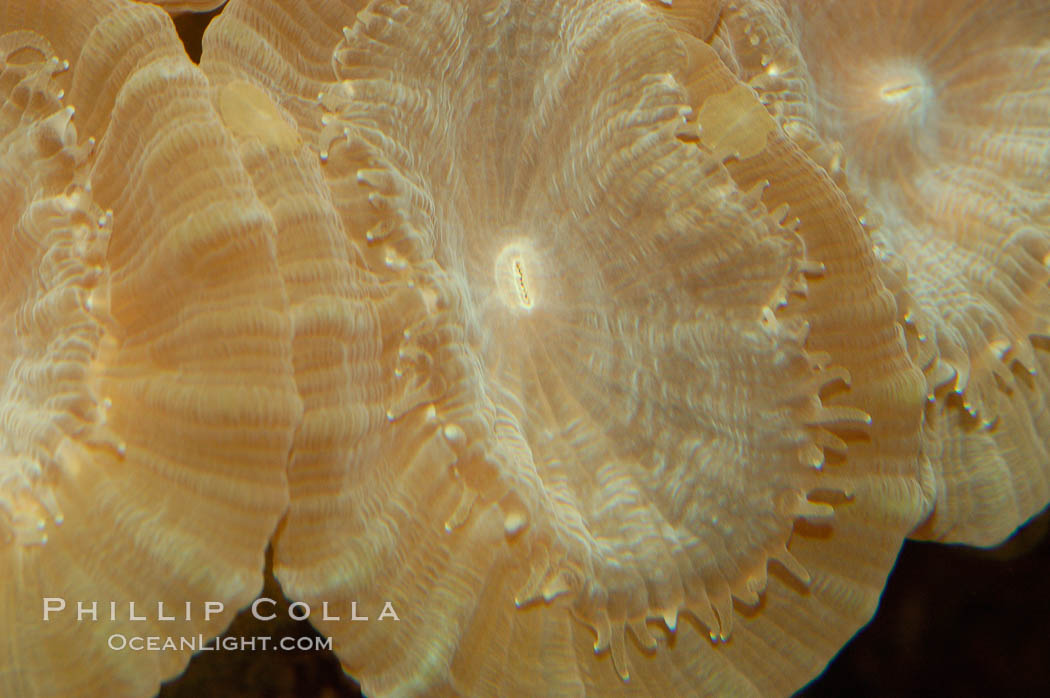 Trumpet coral., Caulastrea echinulata, natural history stock photograph, photo id 08707