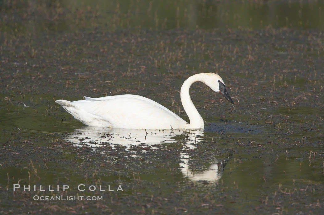 Trumpeter swan on Floating Island Lake. Yellowstone National Park, Wyoming, USA, Cygnus buccinator, natural history stock photograph, photo id 13070