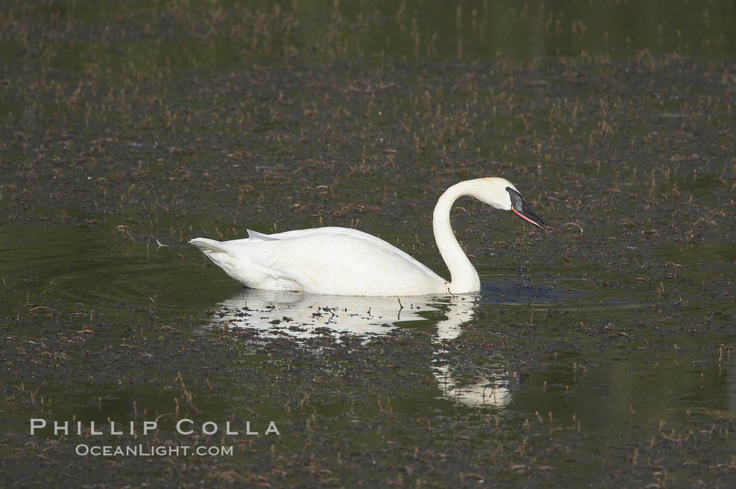 Trumpeter swan on Floating Island Lake. Yellowstone National Park, Wyoming, USA, Cygnus buccinator, natural history stock photograph, photo id 13073