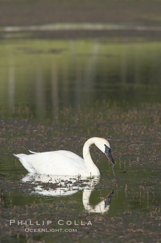 Trumpeter swan on Floating Island Lake. Yellowstone National Park, Wyoming, USA, Cygnus buccinator, natural history stock photograph, photo id 13072