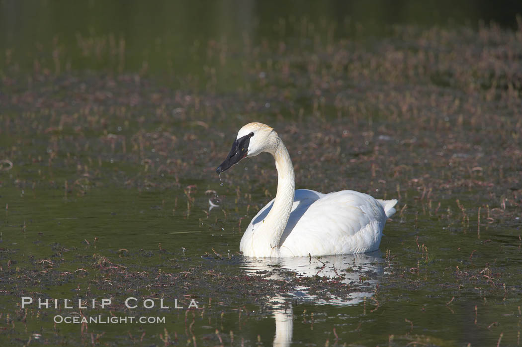 Trumpeter swan on Floating Island Lake. Yellowstone National Park, Wyoming, USA, Cygnus buccinator, natural history stock photograph, photo id 13075