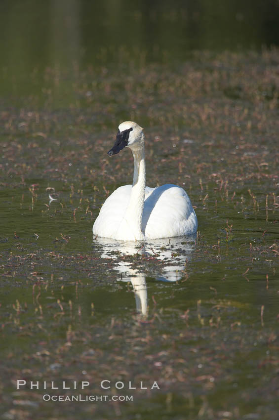 Trumpeter swan on Floating Island Lake. Yellowstone National Park, Wyoming, USA, Cygnus buccinator, natural history stock photograph, photo id 13069