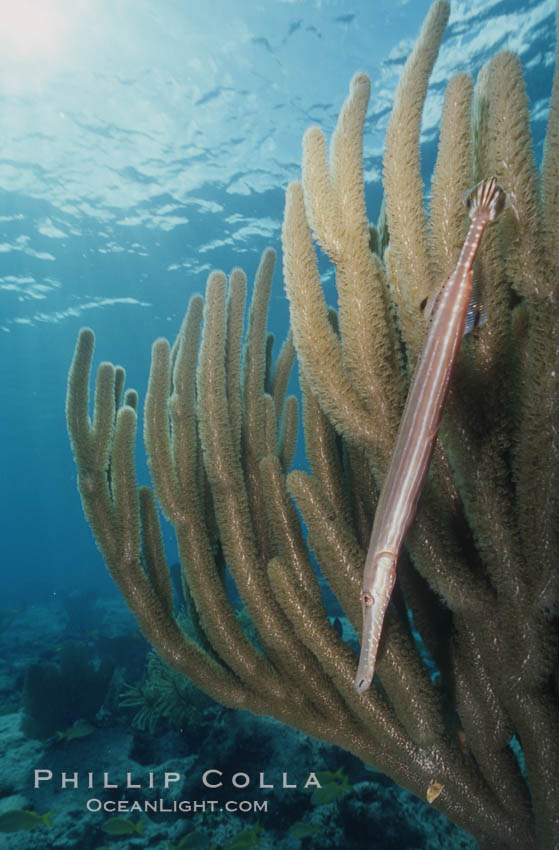 Trumpetfish camouflages itself among the branches of a gorgonian coral (also known as sea rods). Bahamas, Aulostomus maculatus, Plexaurella, natural history stock photograph, photo id 05210