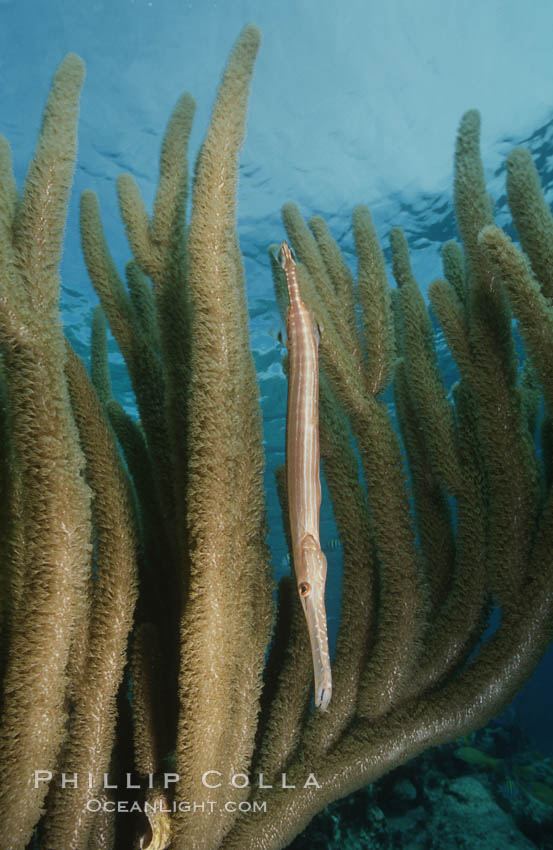 Trumpetfish camouflages itself among the branches of a gorgonian coral (also known as sea rods). Bahamas, Aulostomus maculatus, Plexaurella, natural history stock photograph, photo id 05211