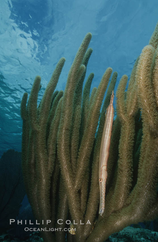 Trumpetfish camouflages itself among the branches of a gorgonian coral (also known as sea rods). Bahamas, Aulostomus maculatus, Plexaurella, natural history stock photograph, photo id 05209