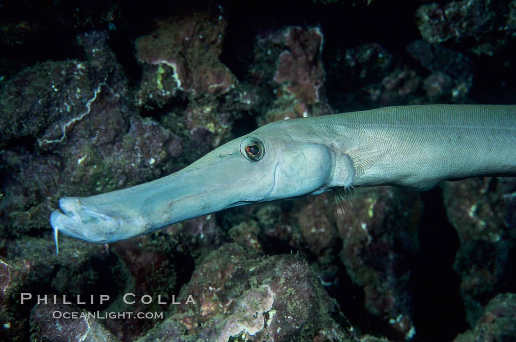 Trumpet fish. Maui, Hawaii, USA, Aulostomus chinensis, natural history stock photograph, photo id 05197