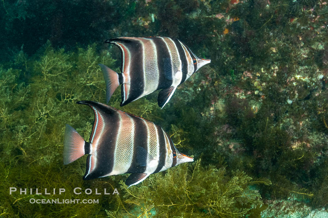 Truncate Butterflyfish, Chelmonops curiosus, Kangaroo Island, South Australia., Chelmonops curiosus, natural history stock photograph, photo id 39221