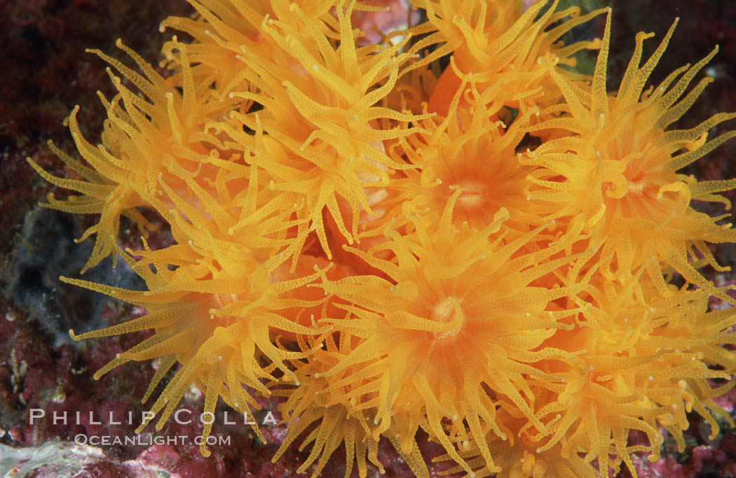 Orange cup coral. Isla Champion, Galapagos Islands, Ecuador, Tubastrea coccinea, natural history stock photograph, photo id 01861
