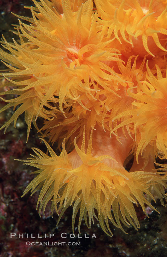 Orange cup coral. Isla Champion, Galapagos Islands, Ecuador, Tubastrea coccinea, natural history stock photograph, photo id 01865