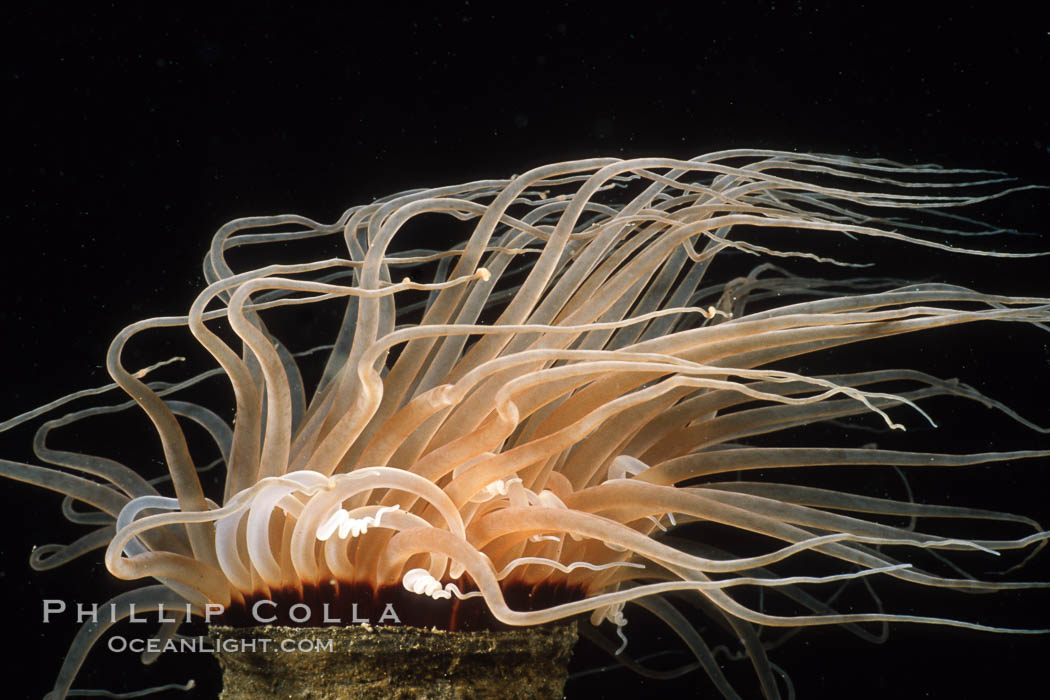 Tube anemone. La Jolla, California, USA, Pachycerianthus fimbriatus, natural history stock photograph, photo id 00606