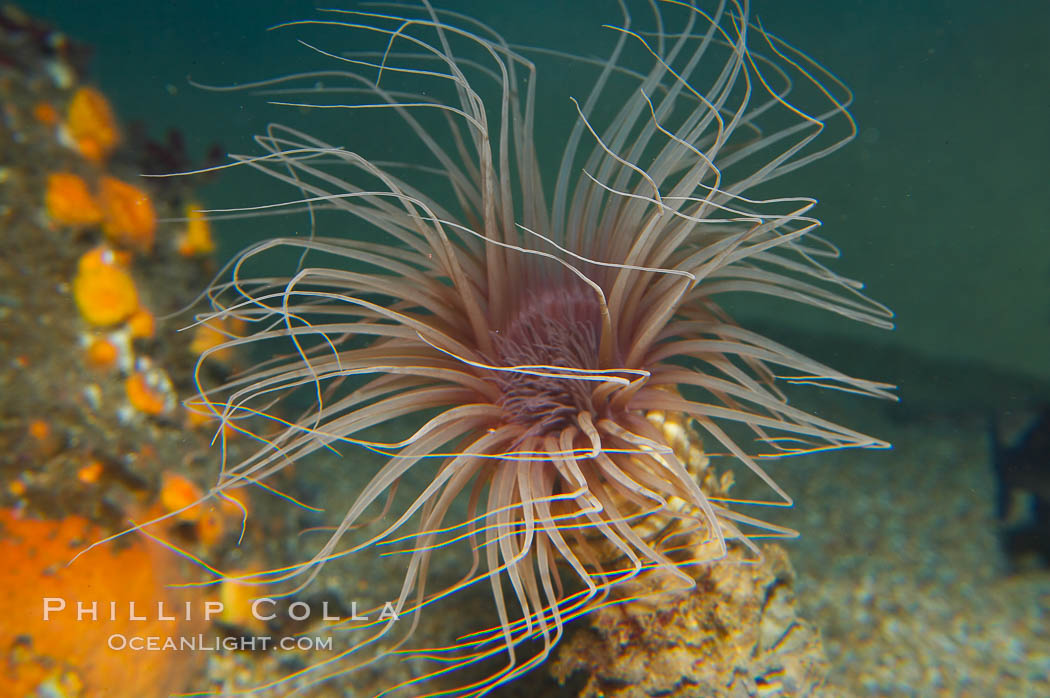 Tube anemone., Pachycerianthus fimbriatus, natural history stock photograph, photo id 14050