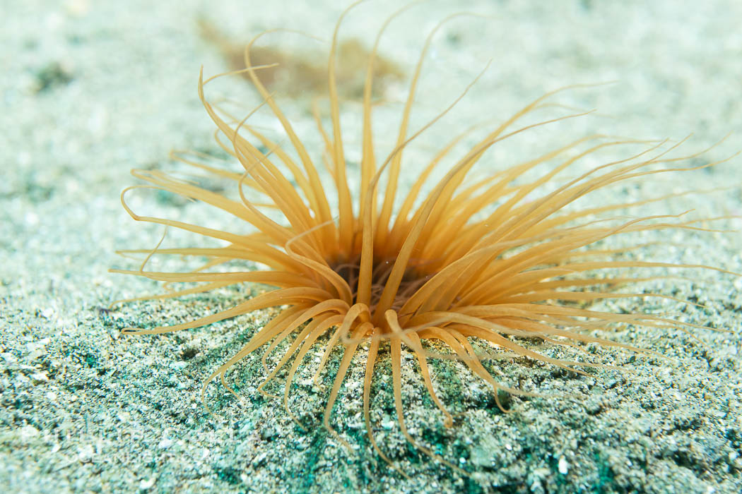 Tube anemone, Pachycerianthus fimbriatus, Catalina Island., Pachycerianthus fimbriatus, natural history stock photograph, photo id 40532