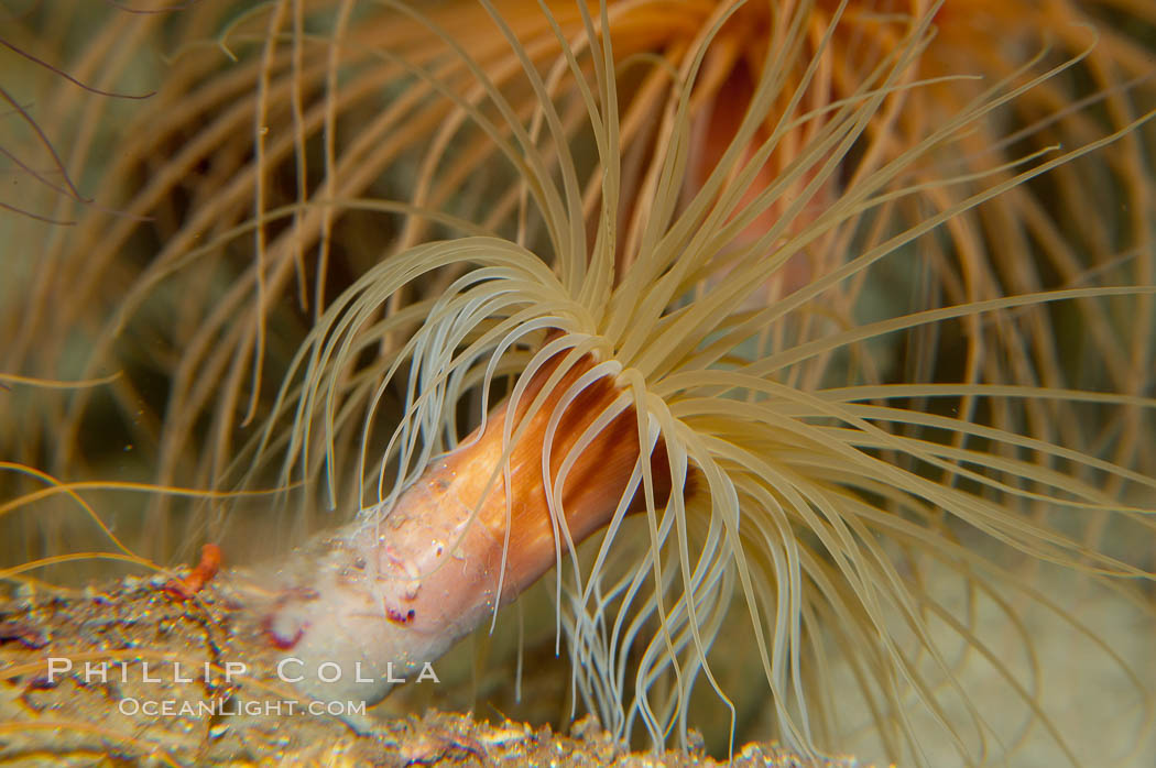 Tube anemone., Pachycerianthus fimbriatus, natural history stock photograph, photo id 14718