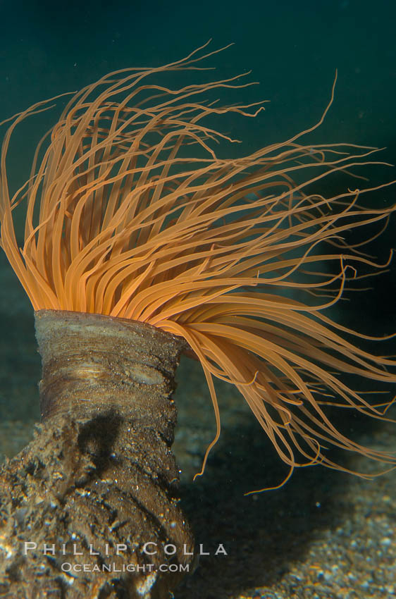 Tube anemone., Pachycerianthus fimbriatus, natural history stock photograph, photo id 14946