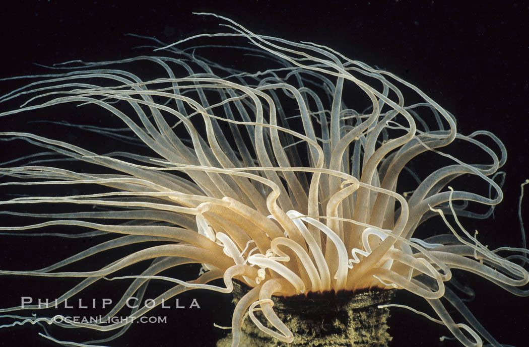 Tube anemone. La Jolla, California, USA, Pachycerianthus fimbriatus, natural history stock photograph, photo id 02480