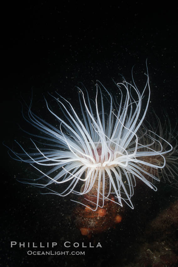 Tube anemone, San Miguel Island, Channel Islands National Marine Sanctuary. California, USA, Pachycerianthus fimbriatus, natural history stock photograph, photo id 07004