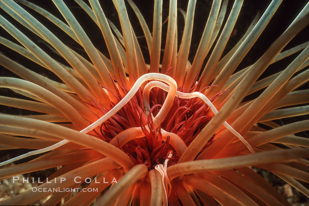 Tube anemone. La Jolla, California, USA, Pachycerianthus fimbriatus, natural history stock photograph, photo id 02483
