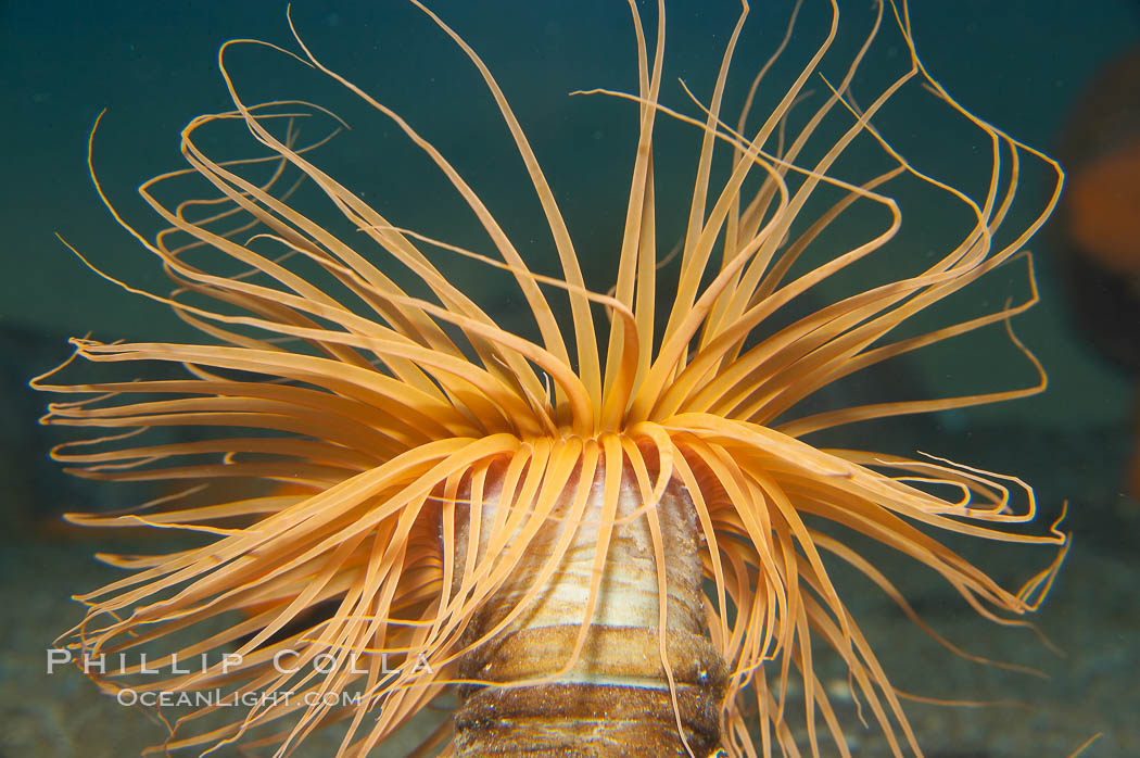 Tube anemone., Pachycerianthus fimbriatus, natural history stock photograph, photo id 14045