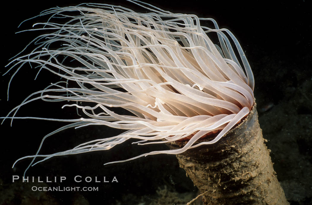 Tube anemone. La Jolla, California, USA, Pachycerianthus fimbriatus, natural history stock photograph, photo id 01040