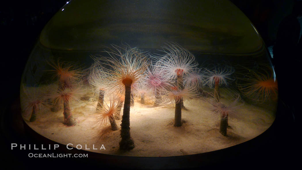 Tube anemones in a clear globe display at the Monterey Bay Aquarium. California, USA, Pachycerianthus fimbriatus, natural history stock photograph, photo id 21500